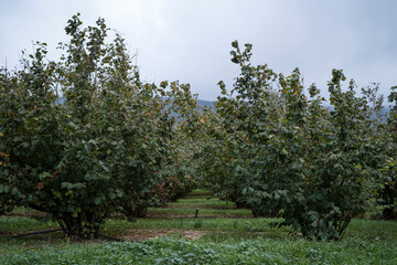 Hazelnut Grove on Green Grass in a Humid and Cloudy Day