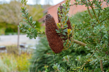 Cut Leaf Banksia flower of ornamental bush in botanical garden