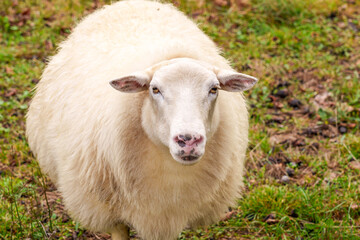 Naklejka na ściany i meble A pensive sighing sheep in a rural pasture with white fur