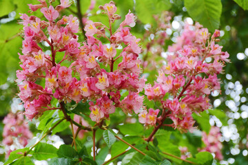 Blooming chestnut tree .Close up