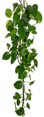 Vine / Climbing plant - green leaves of hanging Epipremnum aureum / Araceae bush isolated on transparent a background - nature - forest - tropical jungle element - video compositing footage - 674622126