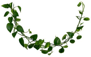 Vine / Climbing plant - green leaves of hanging Epipremnum aureum / Araceae bush isolated on transparent a background - nature - forest - tropical jungle element - video compositing footage - 674622325