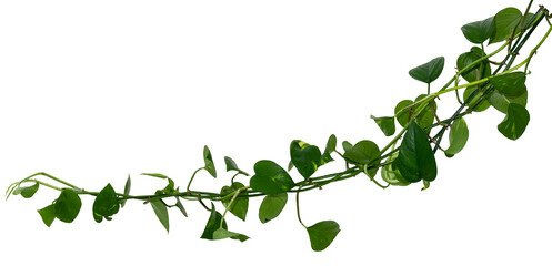 Vine / Climbing plant - green leaves of hanging Epipremnum aureum / Araceae bush isolated on transparent a background - nature - forest - tropical jungle element - video compositing footage - 674622796