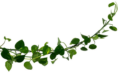 Vine / Climbing plant - green leaves of hanging Epipremnum aureum / Araceae bush isolated on transparent a background - nature - forest - tropical jungle element - video compositing footage