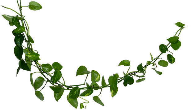 Vine / Climbing plant - green leaves of hanging Epipremnum aureum / Araceae bush isolated on transparent a background - nature - forest - tropical jungle element - video compositing footage