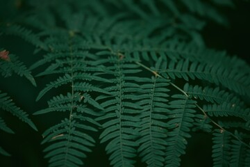 Fototapeta na wymiar Beautiful ferns leave green foliage. Close-up of a beautiful growing fern in the forest. Natural floral fern background in the woods