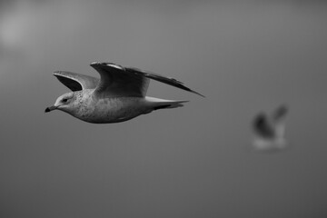 Ring-billed Gull (Larus delawarensis) Flying