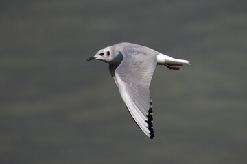 Bonaparte's Gull (Chroicocephalus philadelphia) Soaring over Lake Erie