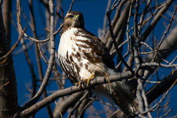Red-tailed Hawk (Buteo jamaicensis) in Tree