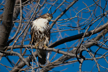 Red-tailed Hawk (Buteo jamaicensis) in Tree