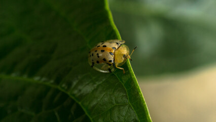 an eye-catching and cute golden ladybug, sitting on a leaf