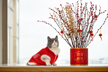 a cute cat with traditional Chinese dress with a pot plant for new year the Chinese translation to...