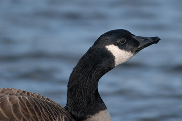 Canada Goose (Branta canadensis) by Lake