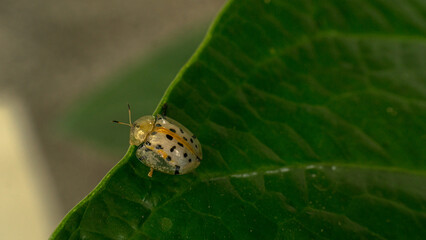 an eye-catching and cute golden ladybug, sitting on a leaf