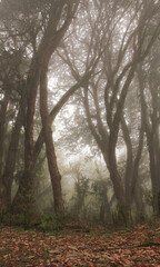 Mystical scene in a rhododendron rain forest in Nepal