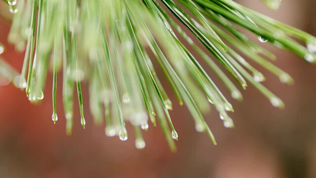 Natural Background With Pine Needles In Drops Of Water. Pine Branch After Rain On A Blurred Background. Close up.