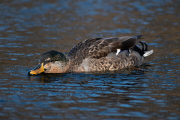 Male Mallard Duck (Anas platyrhynchos) Drinking Water in Lake