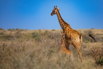 Kalahari Giraffe