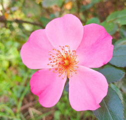 close up of pink rose wildflower
