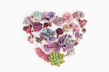 Love plants concept. Vivid Succulent houseplant heart on white background