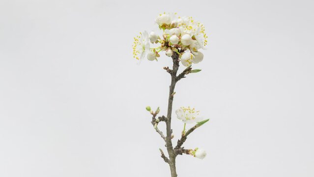 4K Time Lapse of flowering white flowers of cherry plum on tree branch on white background. Spring time-lapse of opening flowers of wild plum, close-up.