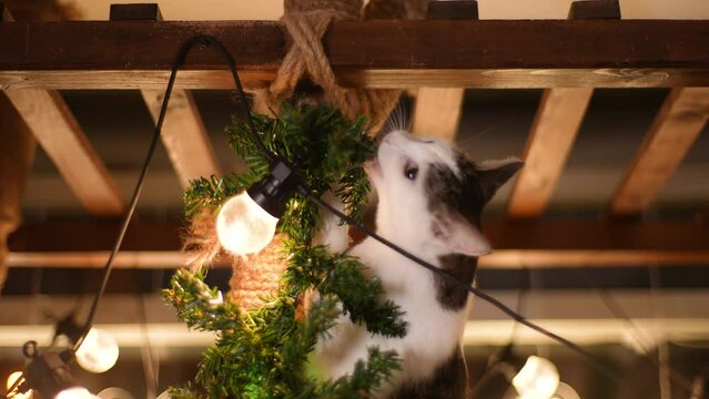 Low-angle view of funny domestic cat playing with xmas Christmas branch on ceiling. Concept of home festive xmas atmosphere. Shooting in slow motion.