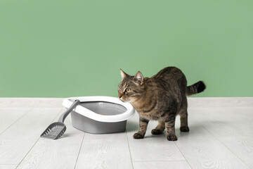 Cute cat with litter box near green wall