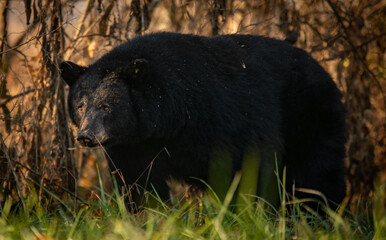 Fototapeta premium bear in the woods