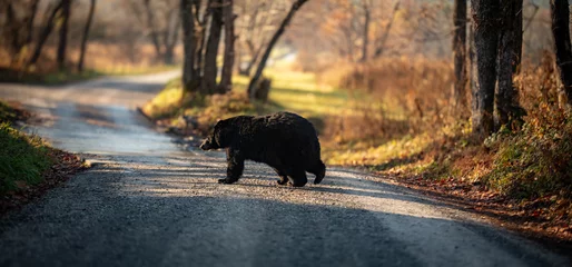 Foto op Plexiglas Smoky Mountain Black Bear © Lindsey