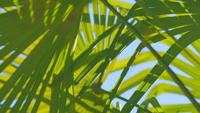 Leaves Green Background. Colorful Bright Green And Yellow Structures Of A Tropical Palm Tree. Close up.