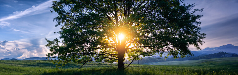 Tranquil sunset over blue forest landscape.