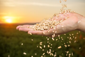 Golden wheat grains on nature background