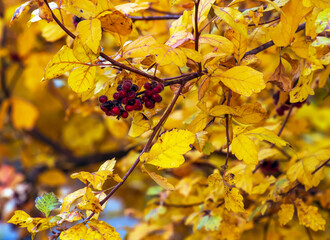 Close-up of fragrant sumac in autumn. Latin name Rhus Aromatica. Sumac grows in subtropical and...