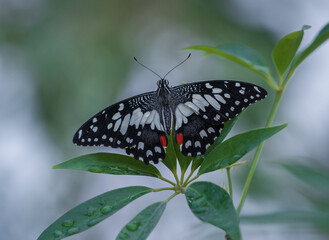 Butterfly sitting on green plant leaf.