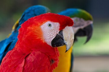 Close-up of a Scarlet Macaw, sitting next to Blue and gold Macaws