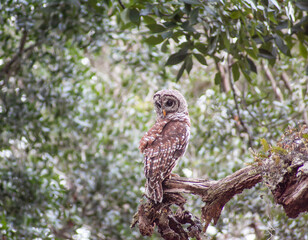 Owl on branch