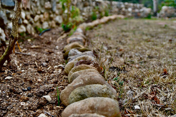 snail on the stone