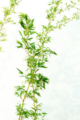 Bamboo in front of the white wall