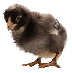 Young chicken that looks impatient