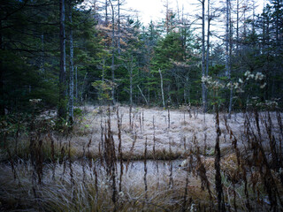 上高地・田代湿原