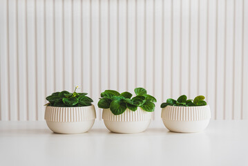 Three natural green Saintpaulias in white flowerpots on white background. Front view
