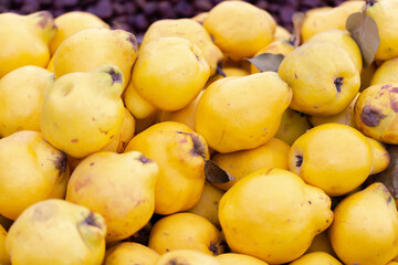 Fresh quince in bright yellow colour displayed for sale on the local food market
