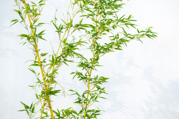 Bamboo in front of the white wall