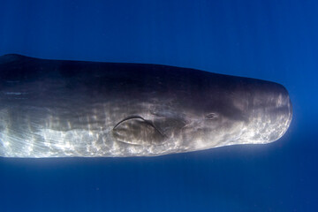 sperm whale underwater in the ocean