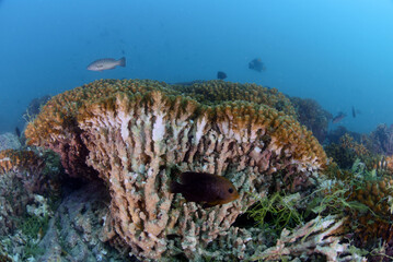 corals destroyed by hurricane dead coral reef. Global warming, CO2 increase in the oceans,...