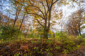 Bottom view of trees in an Adirondack forest in autumn