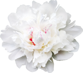 White peony flower cutout