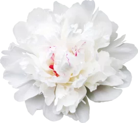 Stof per meter Pioenrozen White peony flower cutout