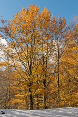 Fototapeta premium Monte Livata - Campo dell'Osso - Suibiaco - Roma - Lazio. Parco Regionale dei Monti Simbruini