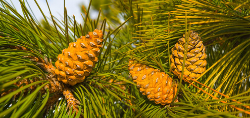 closeup pine tree branch with cones, winter natural background